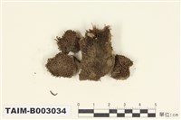 藏品(叢苔科)的圖片